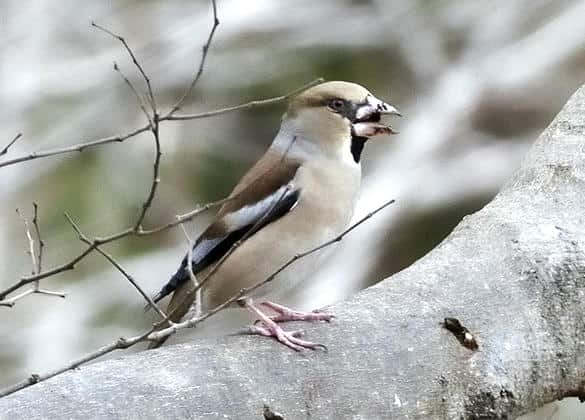 動物図鑑・シメ
